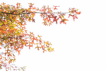 It's autumn in Korea. The maple leaves are yellowish.