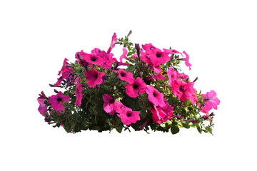 flowers bush of Pink Petunia isolated on white background