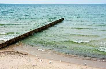 Seagulls on a beach. The Baltic Sea. Zelenogradsk. Russia