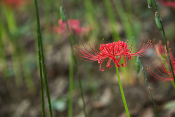flower, nature, plant, pink, green, summer, flowers, garden, flora, grass, purple, field, spring, bloom, blossom, wild, macro, meadow, beautiful, petal, herb, blue, red, clover, flowering, lily, spide