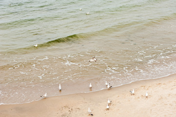 Seagulls on a sandy beach. The Baltic Sea. Early autumn