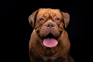 French Mastiff Dogue de Bordeaux Studio Shot
