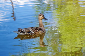 Mallard duck (lat. Anas platyrhynchos) swims on the river