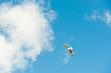 Naklejka na ściany i meble flying seagull in the sky with white clouds