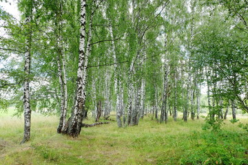 Naklejka premium Letni krajobraz z brzozowym lasem
