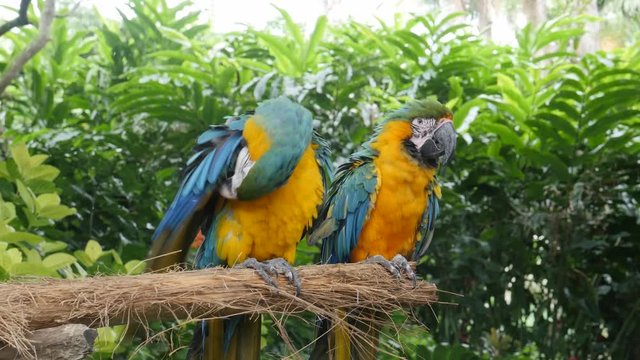 Two colorful Caribbean parrots sitting on a branch in a tropical forest