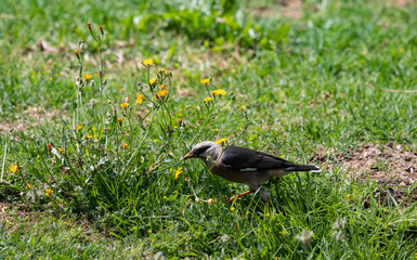 A vinous-breasted starling (Acridotheres burmannicus) foraging in the grass and eating a fly.