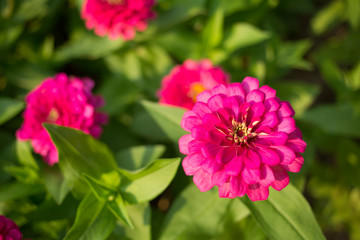 The name of this flower is Zinnia.