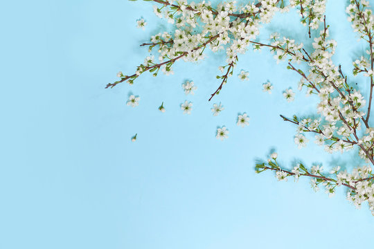 little white flowers on blue background. Top view. Time for love and greetings. Spring Time Change, Spring flowers