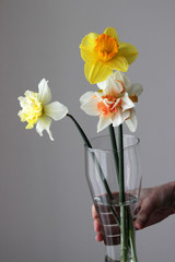
daffodils, spring flowers, garden flowers