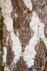 Bark of a birch tree in close up