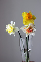 
daffodils, spring flowers, garden flowers