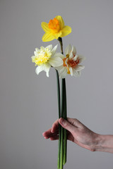 
daffodils, spring flowers, garden flowers