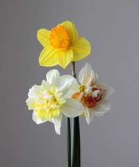 
daffodils, spring flowers, garden flowers