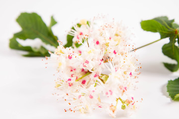 The Horse-chestnut (Aesculus hippocastanum) tree branch with a flower and leaves on a white background