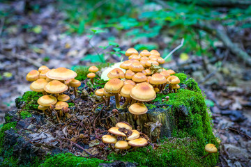 mushrooms in the forest