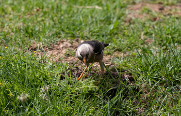 A vinous-breasted starling (Acridotheres burmannicus) foraging in the grass and eating a fly.