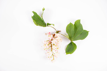 The Horse-chestnut (Aesculus hippocastanum) tree branch with a flower and leaves on a white background