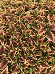 Fototapeta premium red and green leaves