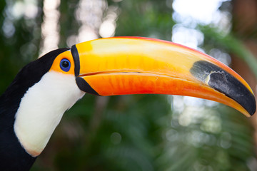 Colorful tucan