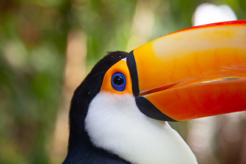 Colorful tucan