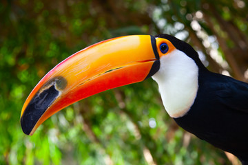 Colorful tucan