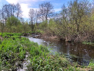 Beaver dam from branches on the river