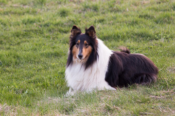 Beautiful friendly tri-colored long-haired collie lying down in grass contentedly looking straight ahead
