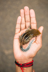 a baby squirrel sleeping in a human palm