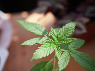 Small marijuana plant in growth phase.