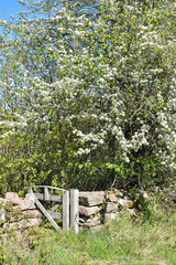 Small gate by a dry stone wall