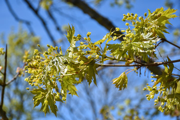 New maple leaves and flowers
