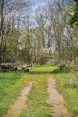 Country road by leafing season