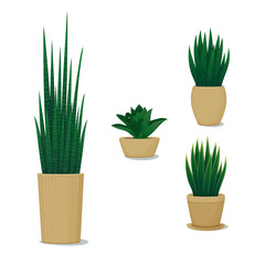 Ornamental potted plants. Home decor. Vector illustration. Set of different snake plants, mother-in-law's tongues, sansevierias  isolated on a white background. Indoor design elements.