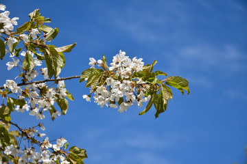 White cherry blossom on a twig