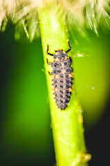 Ladybug larva on a dandelion