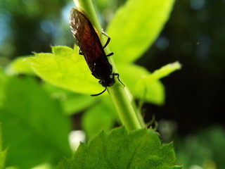 チュウレンジバチ leaf bee
