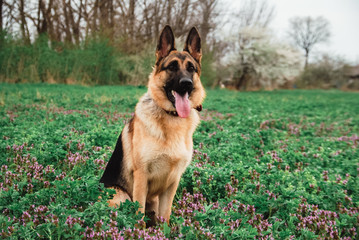 Naklejka na ściany i meble German shepherd in nature. The dog is sitting in a clear green field. Sheepdog poses.