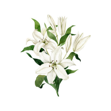 Watercolor white lilies single vertical bouquet  isolated on white background. Floral compositionHand drawn clipart for wedding invitations, birthday stationery, greeting cards, scrapbooking.