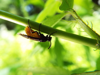 チュウレンジバチ leaf bee