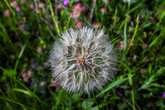 Dandelion flower in spring, photographed very closely