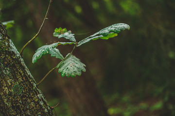 flowers in the forest