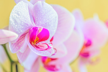 Obraz na płótnie Canvas Beautiful light-purple phalaenopsis orchid flower, known as fluttering butterflies. Macro.