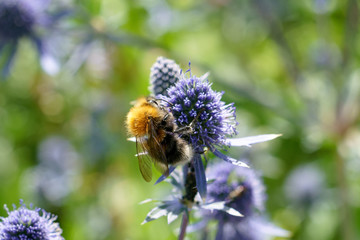Bee on flowers of eryngium, macro. Bee pollinates a flowers in the sunny meadow.