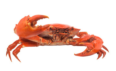 Cooked crab isolated on white, crab saying hello