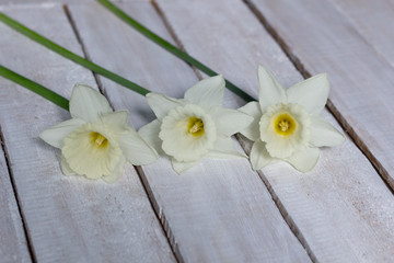 Fototapeta na wymiar fresh daffodils laying on white wooden table