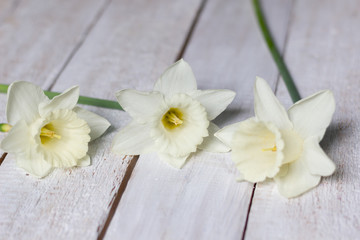 Fototapeta na wymiar fresh narcissus laying on white wooden rustic table