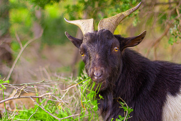 Black goat with yellow eyes eating grass. Seems looking for something. Goat with beautiful horns....