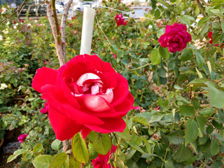 Beautiful rose flowers in nursery, rose flowers in garden