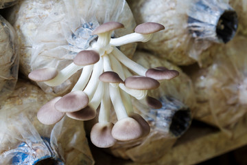  Oyster  mushrooms in plastic bags